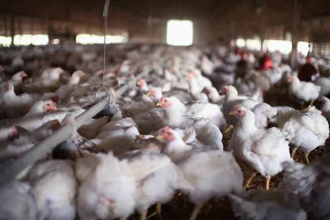 Post Holdings says bird flu hit nearly 14% of egg supply