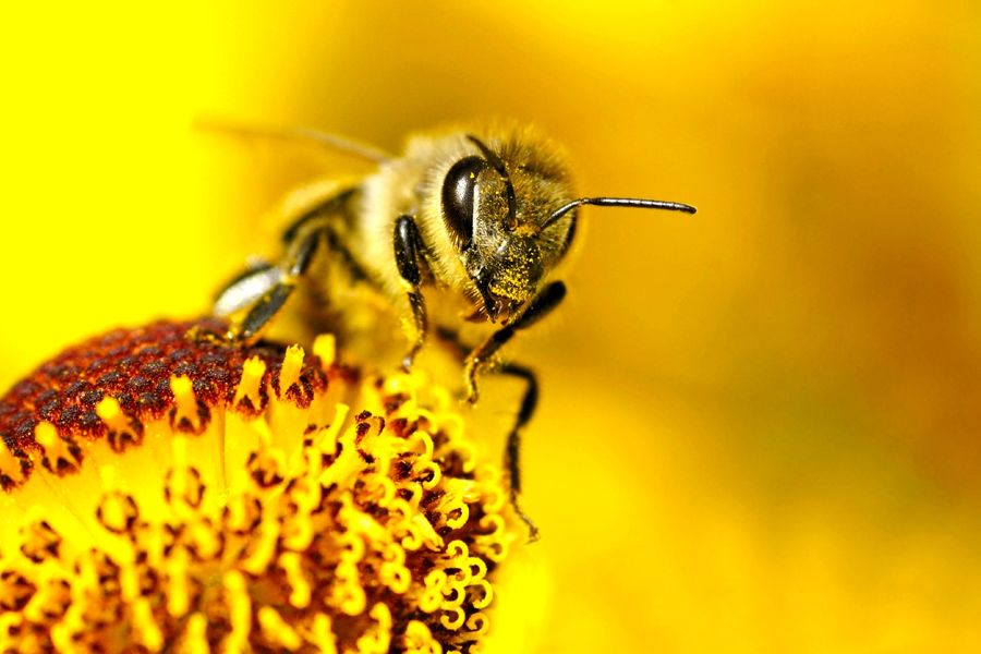 “This suggests that having pollinator habitat nearby is beneficial to bees in the soybean fields.