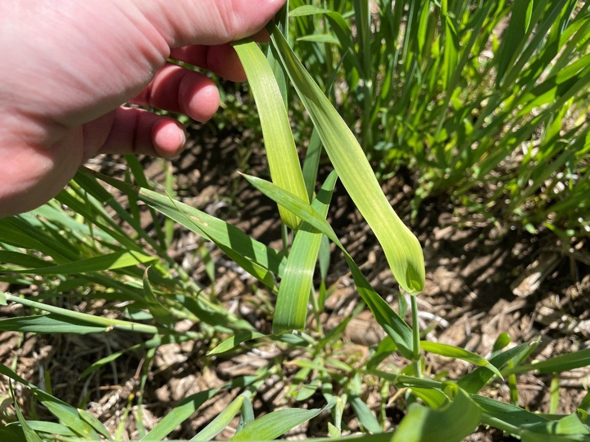 Sulphur (S) deficiency in winter wheat. S and Mn deficiency are appearing in fields: S deficiency appears as yellowing on the whole leaf starting with new growth. Mn deficiency will show a distinct striping pattern with necrotic areas, on new growth.