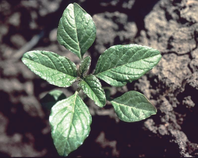 Red-root pigweed pokes its head above the soil surface.