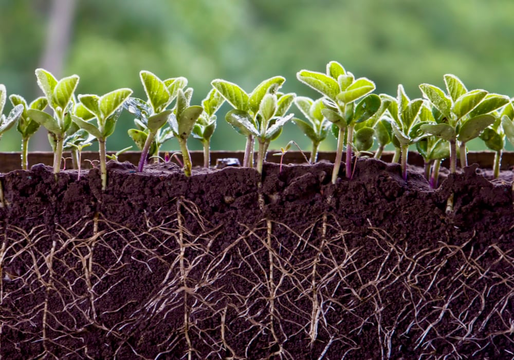 Cquesta uses gene editing to produce larger roots on plants. Soybeans will be one of the first it plans to take to market.