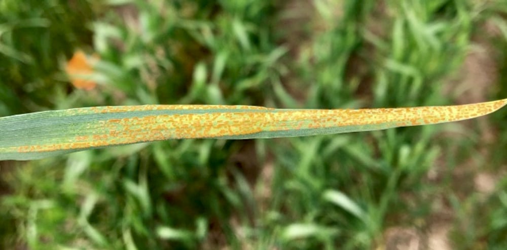 Yellow-orange coloured lesions of strip rust are small, round, blister-like lesions that merge to form stripes.