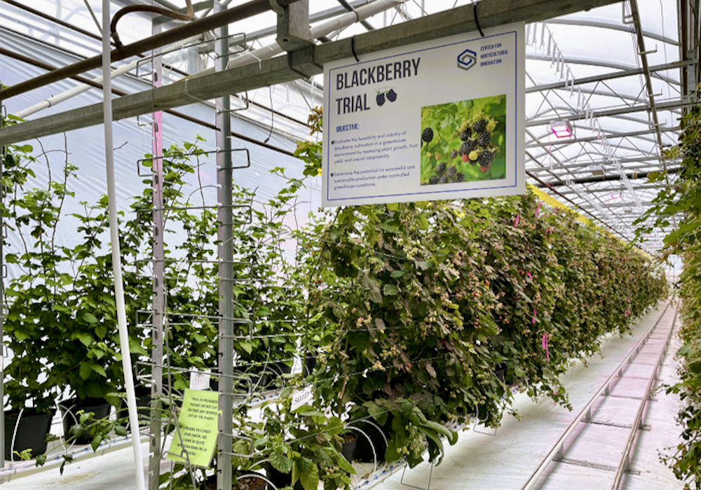 Blackberries are one of the crops being trialled at the Centre for Horticultural Innovation.