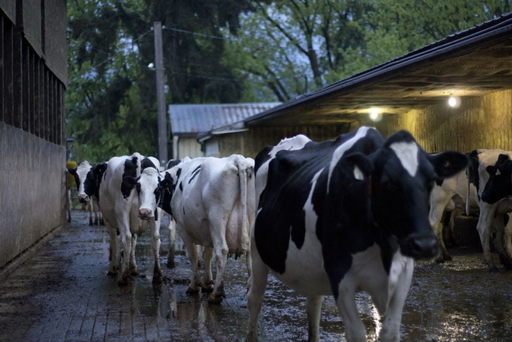 Cows infected with bird flu have died in five US states