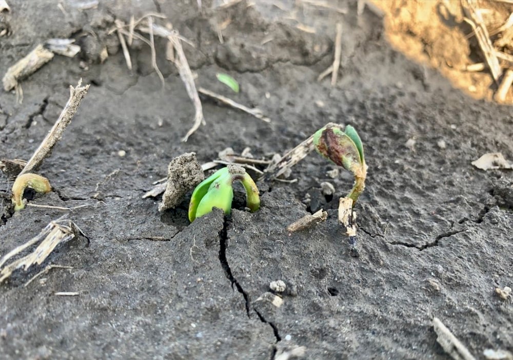 Figure 1 Group 14 herbicide (e.g. sulfentrazone – Authority) injury to an emerging cotyledon on the right, causing necrosis (browning). Risk of this injury increases when a soybean’s hypocotyl absorbs more herbicide due to either a heavy rainfall occurring as seen here.