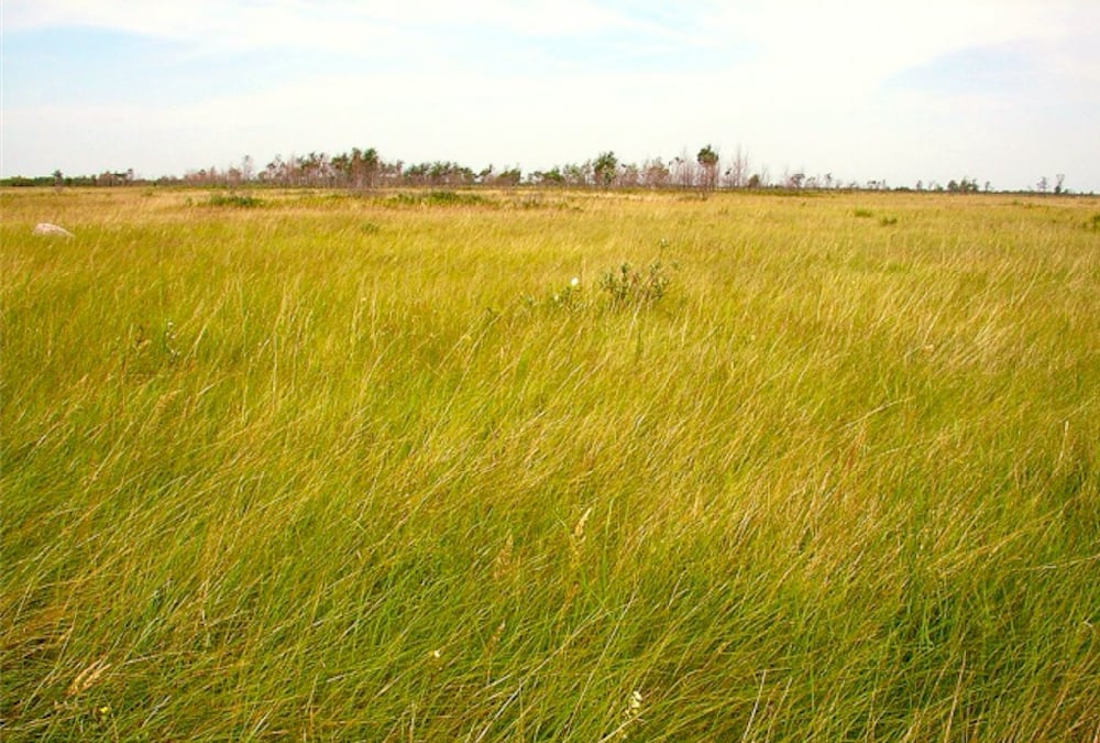 Cattle producers wary of grasslands conservation proposal