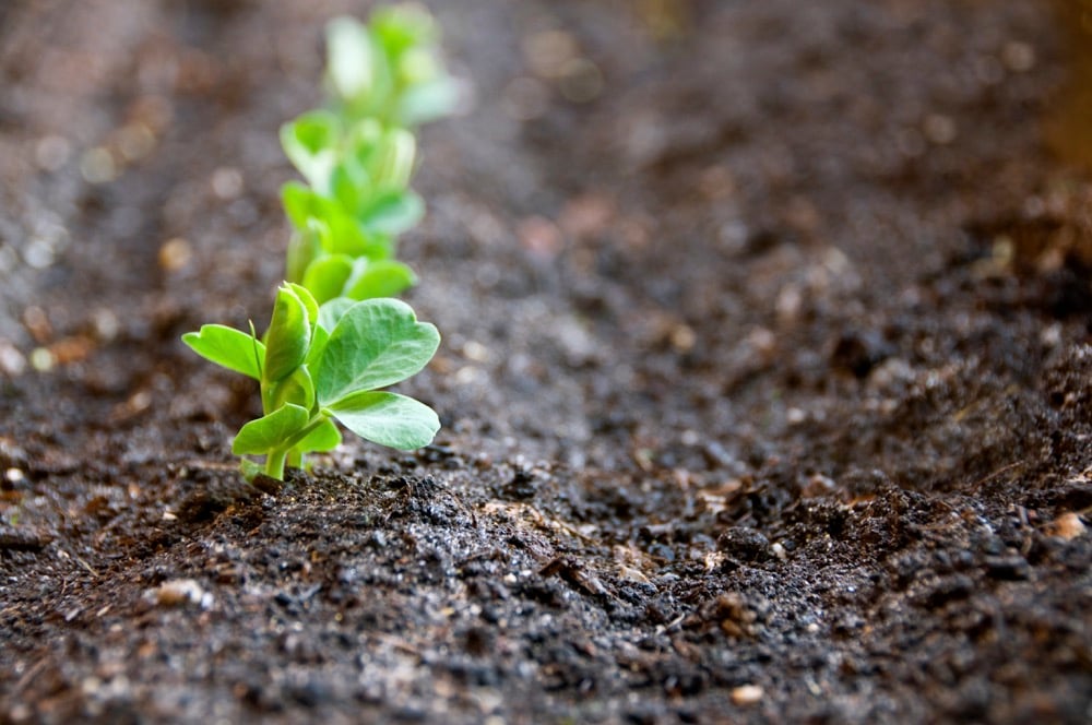 Row of pea seedlings in soil with first seedling in focus