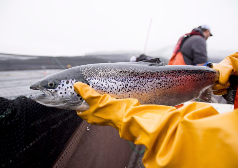 Feds delay B.C.'s open-net salmon farms closure until 2029, offer five-year renewals