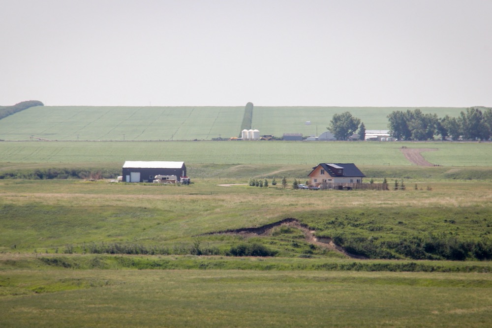 Alberta Crop Report: Variable weather fails to dispel crop growth