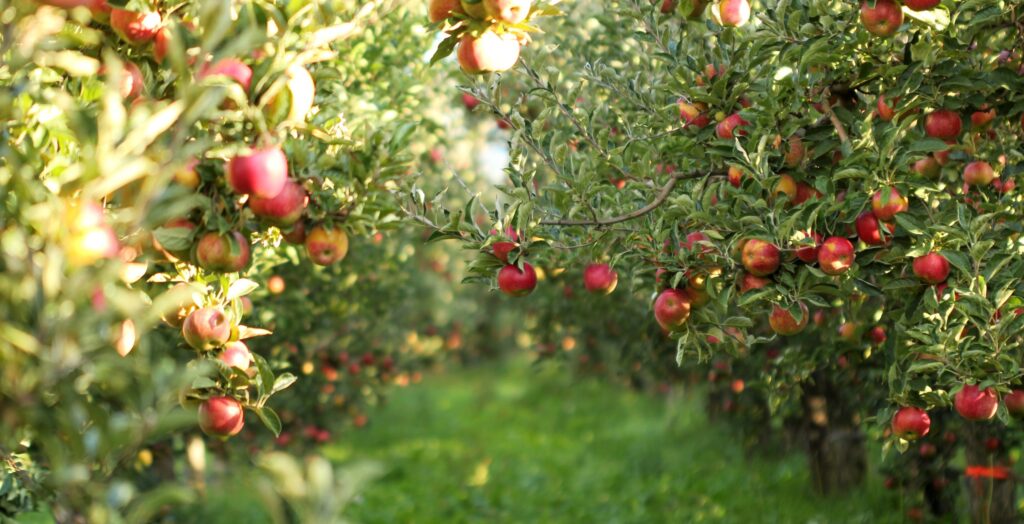 Aldi signs £750 million deal with apple grower