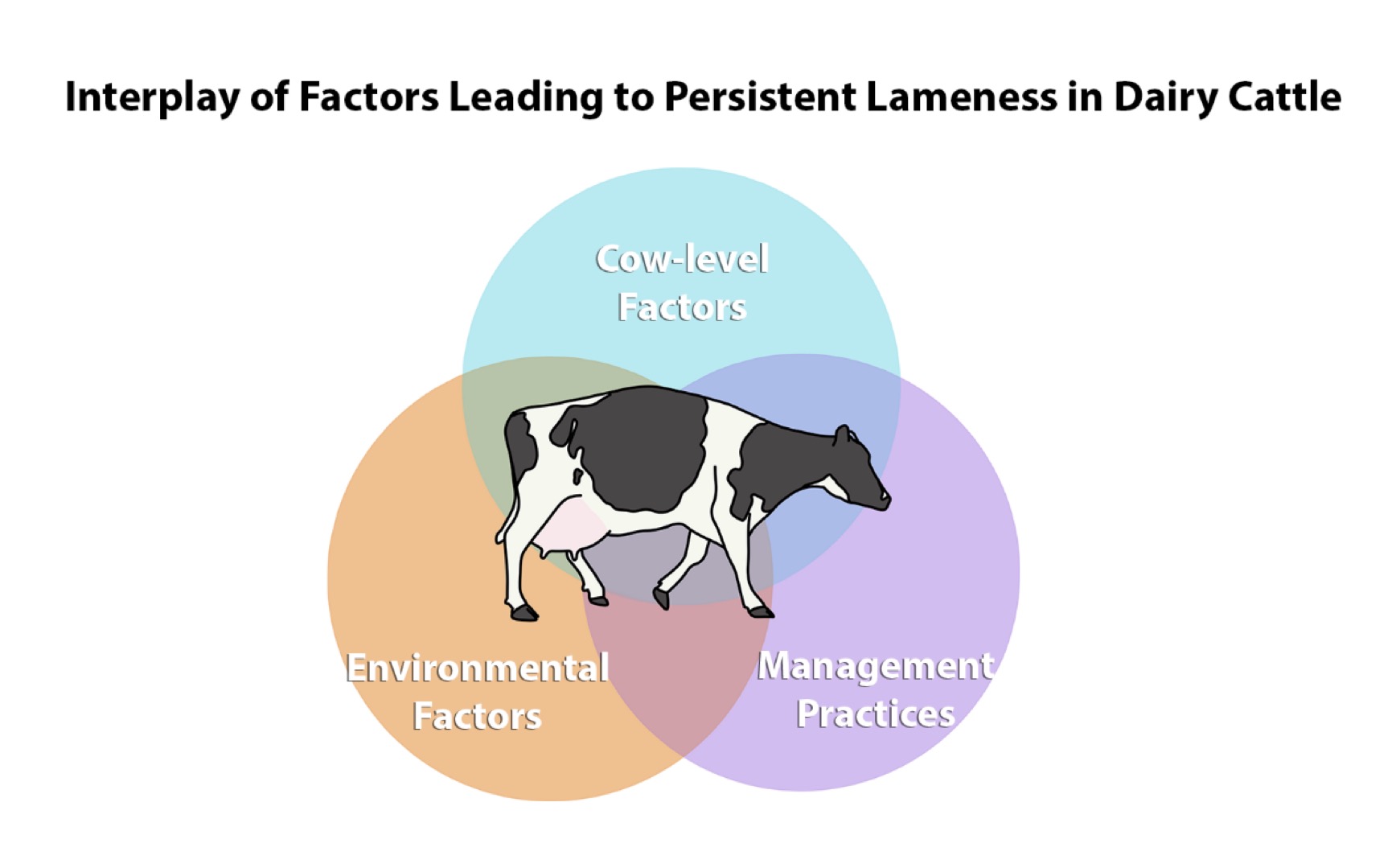 Dairy cow lameness is challenged because it has influences at both the cow and environmental level.