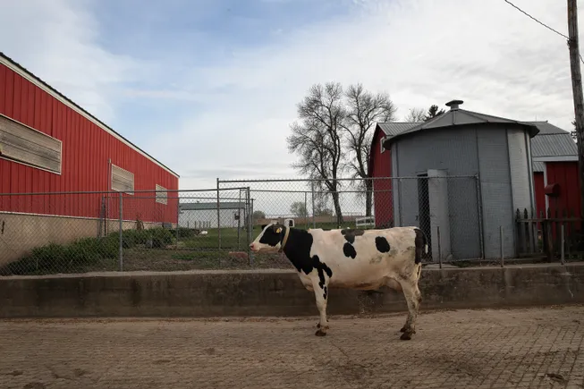 Bird flu in dairy cattle reported for first time in Iowa, Minnesota as outbreak spreads