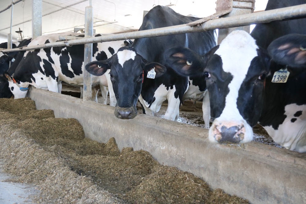 Bird flu reported in Iowa dairy herd, expanding US outbreak in cows