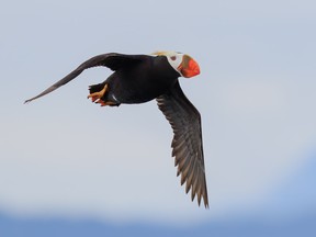 Tufted Puffin