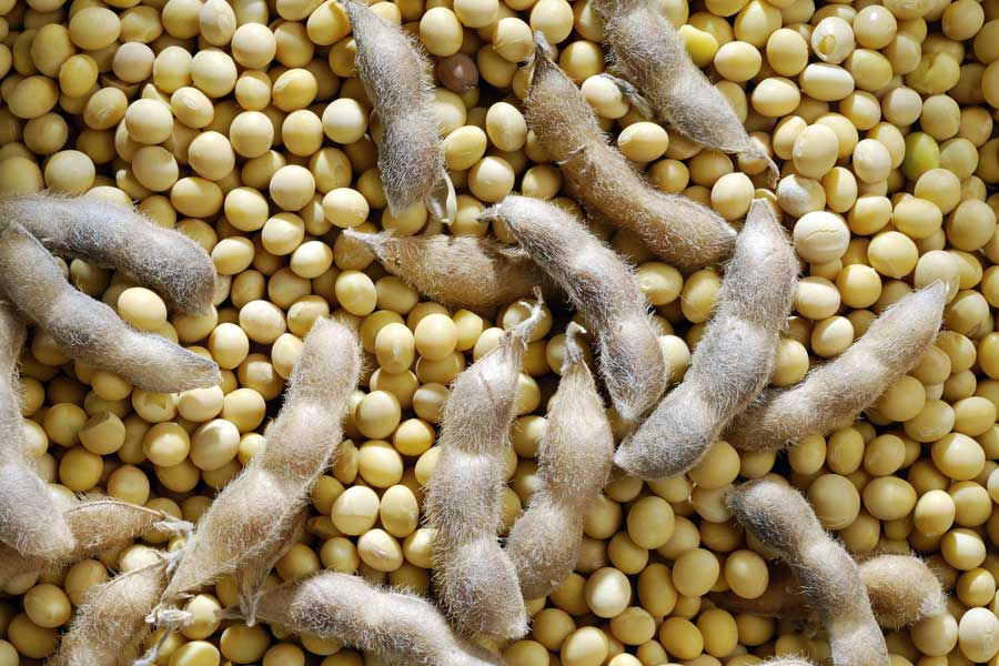 Lack of better options may push biofuel-driven demand onto soybeans, but soybeans are a meal-heavy option.