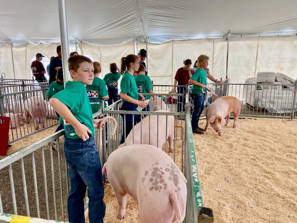 The Bacon Maker Classic 4-H swine show returned to the Ontario Pork Congress in 2024. 