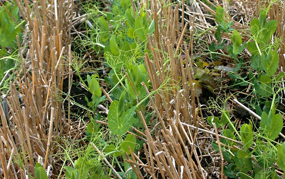 Pea plants emerge in between stubble in a field. Dry peas are leading the way in emergence in Alberta at more than 96 per cent.  Photo: File
