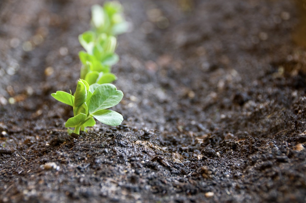 Row of pea seedlings in soil with first seedling in focus