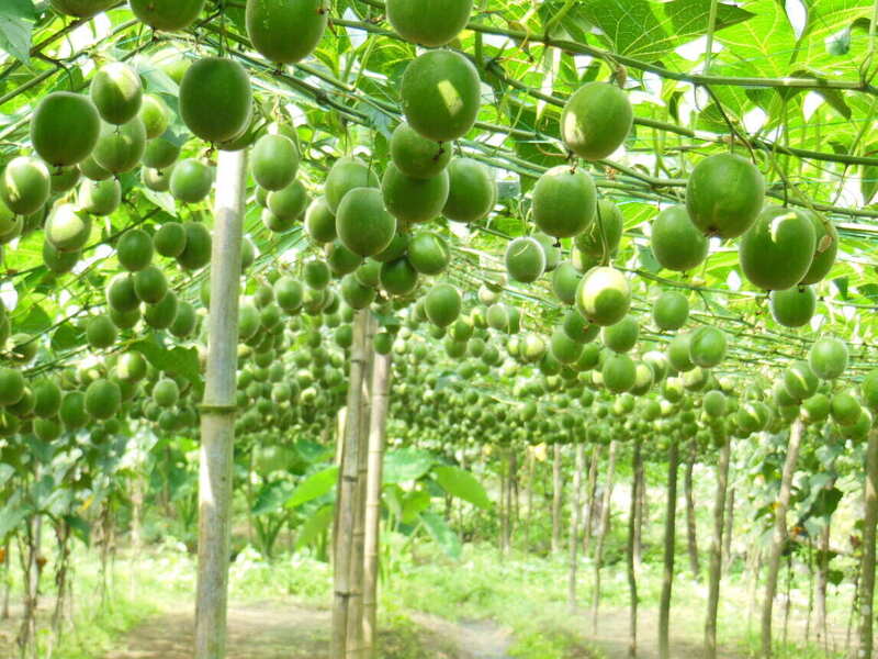 Food Standard Agencies in England, Wales, and Scotland approve the use of monk fruit