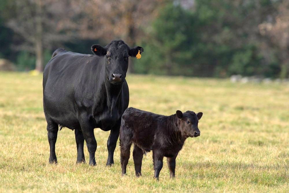 Funding to help make cattle data gathering easier