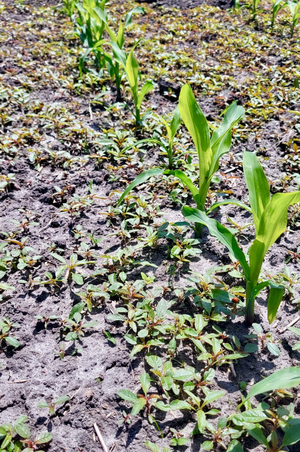 Seedling waterhemp at the 2 to10 leaf stage in 6 leaf corn. Control must be prioritized since herbicide effectiveness will be reduced as this weed gets bigger.