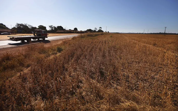 Ingredients in Focus: Deforestation-free soybean