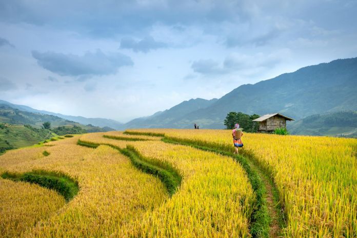 Innovative agricultural practices and international collaboration can stabilize Rice prices