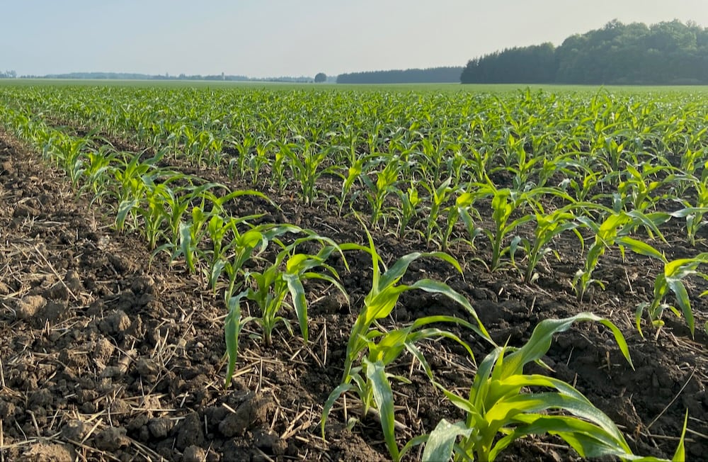 Some areas in the province have corn growing well, while others wait to plant. 