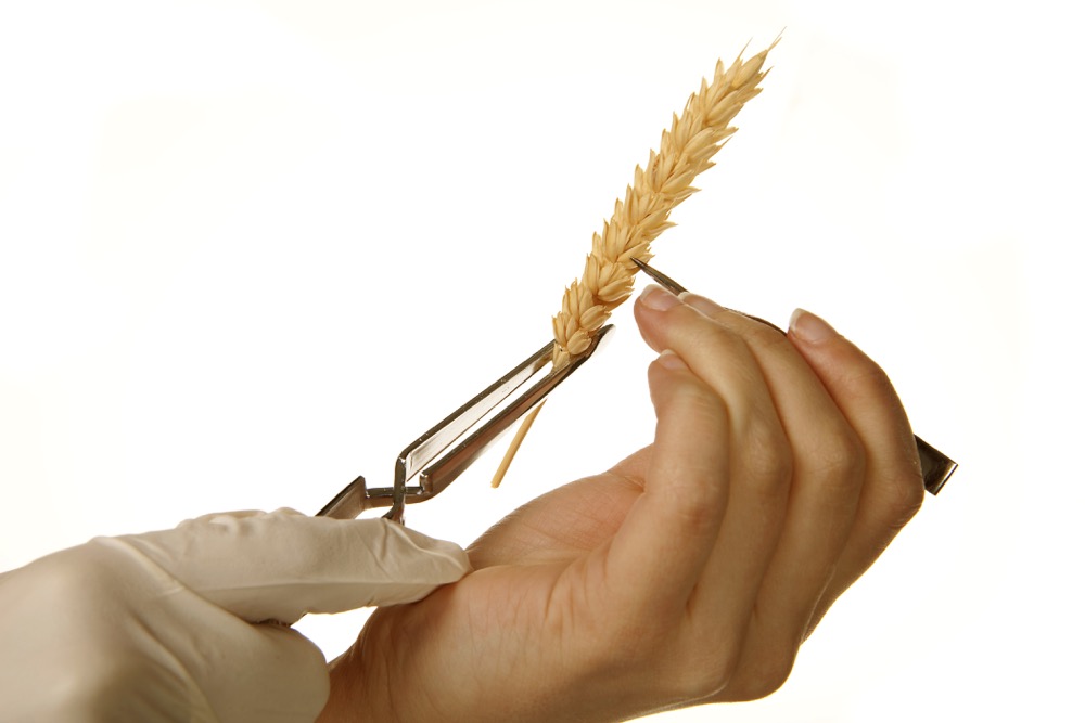 Hands experimenting with wheat in a laboratory