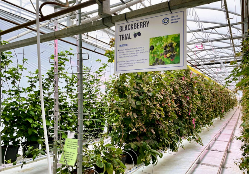 Blackberries are one of the crops being trialled at the Centre for Horticultural Innovation.