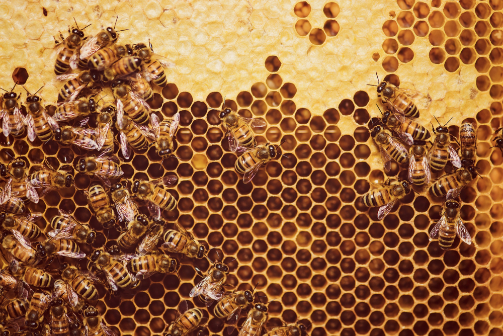 Beekeepers lose about 45 per cent of their bee population each year, an amount of death loss that wouldn’t be tolerated in other livestock sectors.