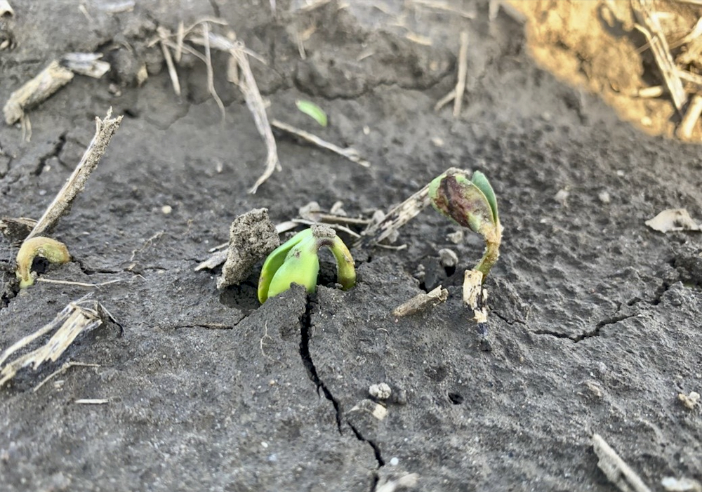 Figure 1 Group 14 herbicide (e.g. sulfentrazone – Authority) injury to an emerging cotyledon on the right, causing necrosis (browning). Risk of this injury increases when a soybean’s hypocotyl absorbs more herbicide due to either a heavy rainfall occurring as seen here.