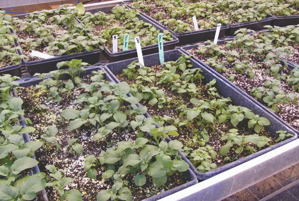 Tissue culture plants growing in a substrate for approximately three weeks at New Liskeard’s SPUD unit.