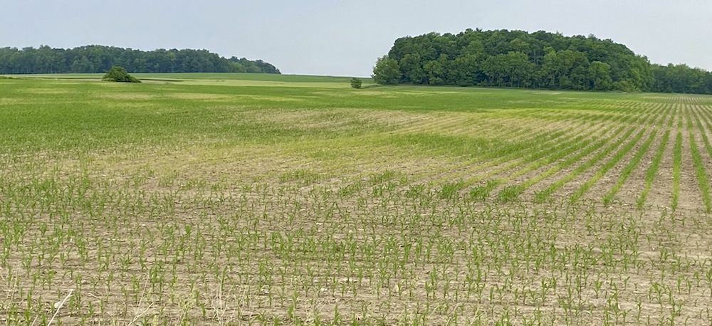 Areas across the province are seeing variability in corn emergence and growth due to frequent rainfalls.