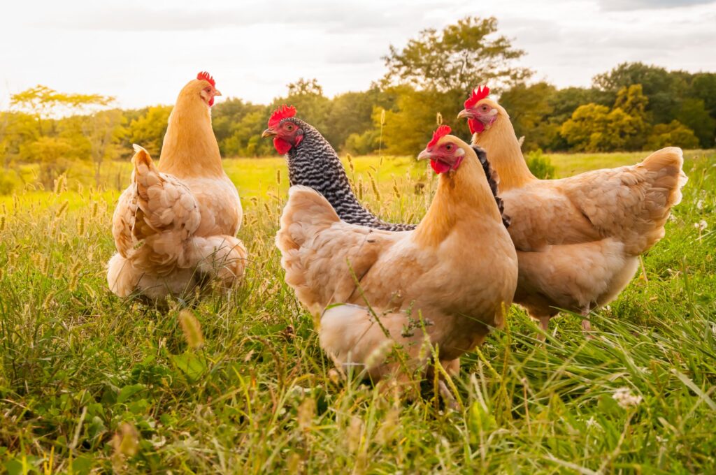 Tesco shares plans to improve chicken welfare standards