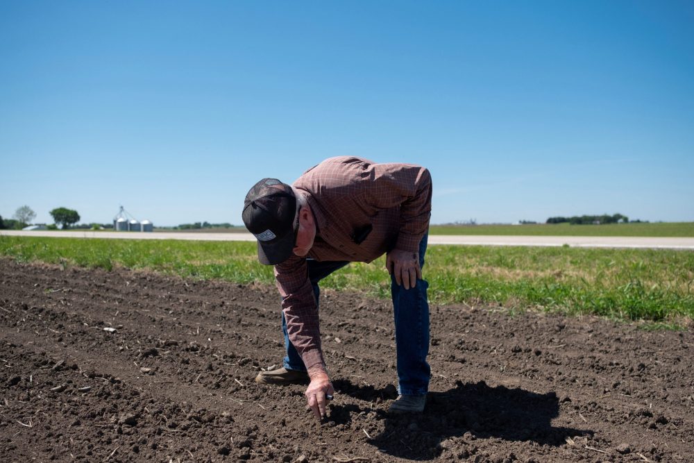 Mark Tuttle digs through soil to find soybean sprouts at his soy farm in Somonauk, Illinois, U.S., May 30, 2024.  REUTERS/Jim Vondruska
