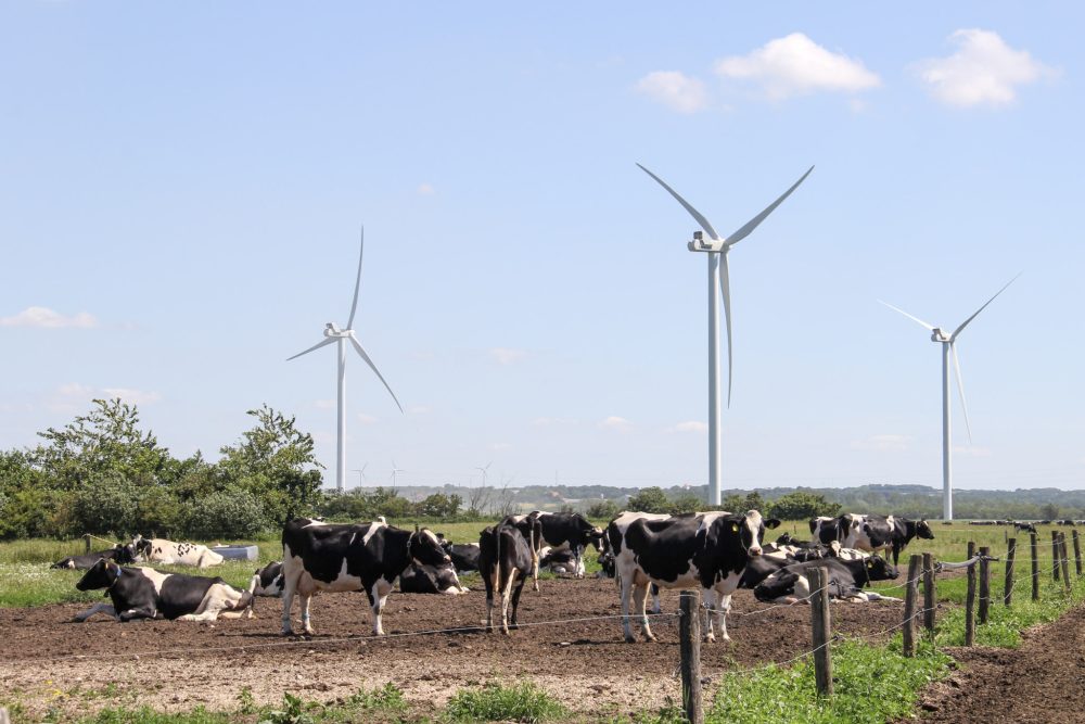 Denmark will be first to impose CO2 tax on livestock emissions, government says