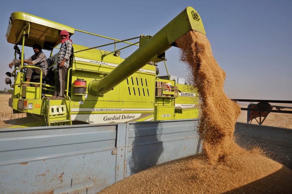 A combine unloads wheat on the outskirts of Ahmedabad in western India on March 16, 2022. (Photo: Reuters/Amit Dave)
