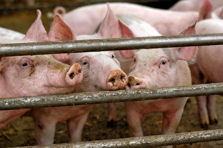 VIDEO: Taking the pulse of Ontario’s pork sector