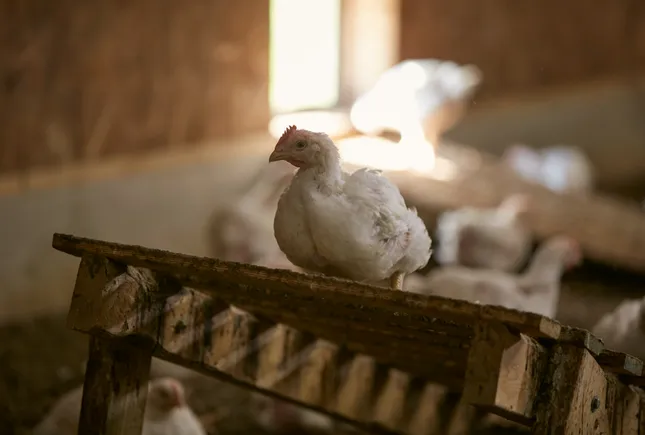 Why Perdue Farms isn’t giving up on ‘no antibiotics ever’ chicken