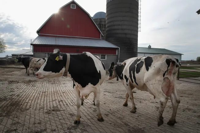 Wyoming becomes 12th state to report bird flu in dairy cows