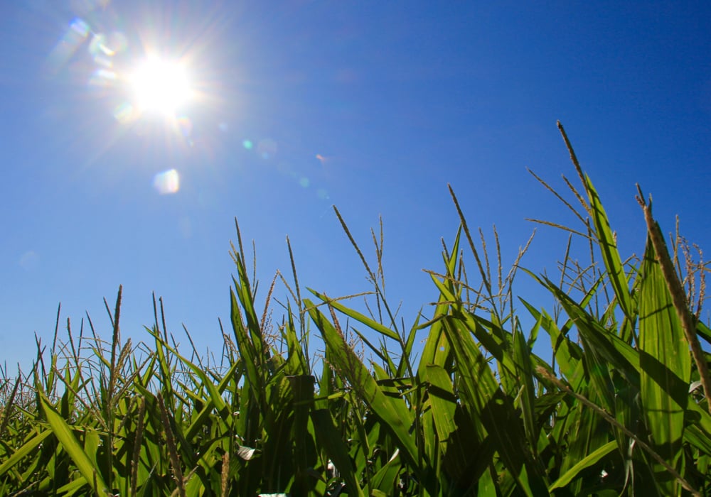 “It won’t tell you how many ears of corn are in a field, but step one is to model photosynthesis from fluorescence.”