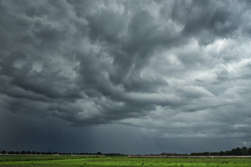 Cereals withstood storms better: CCHA