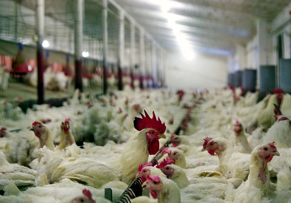 Chicken culling, disposal raise concern as bird flu spreads in U.S.