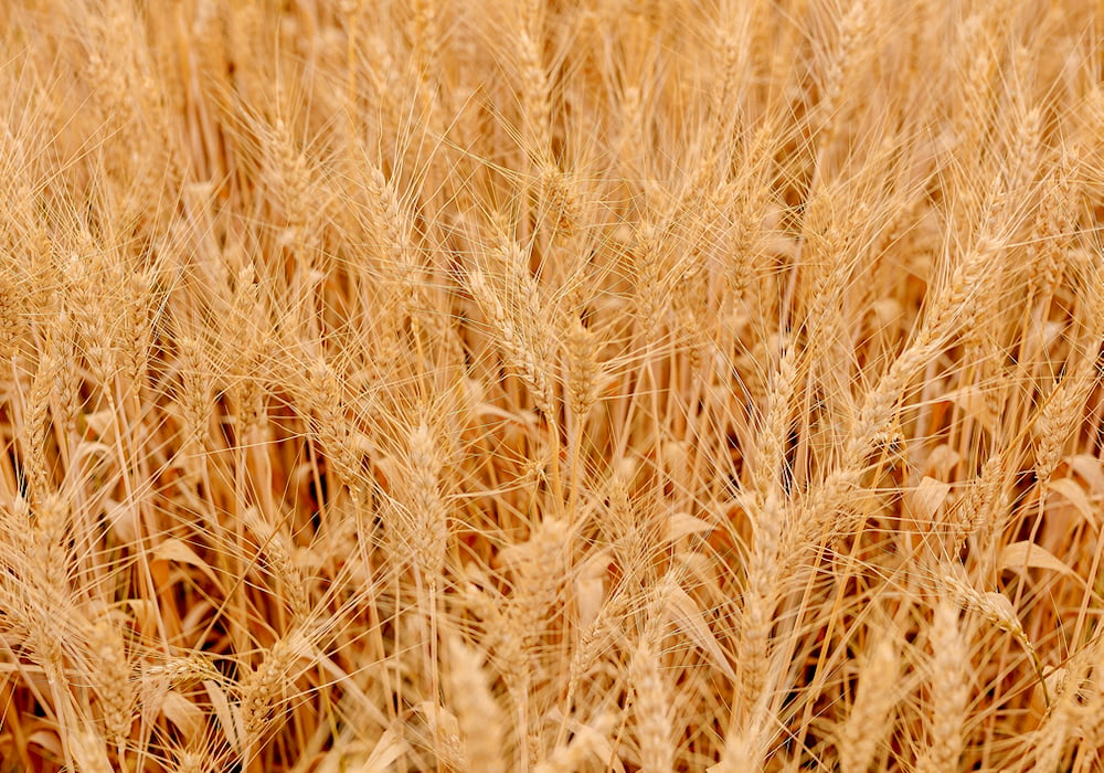 About three-quarters of Ontario’s organic wheat is soft red winter, most of it food grade.