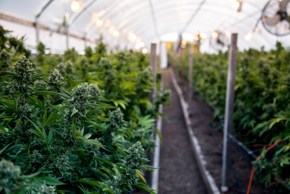 US, Canadian pot firms eye Germany for growth as market stagnates at home