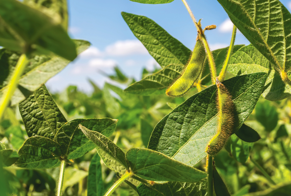 Government funds soybean climate-change resistance research