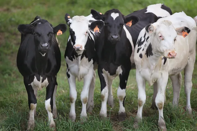 An inside look at how Michigan is dealing with bird flu in dairy cows and humans