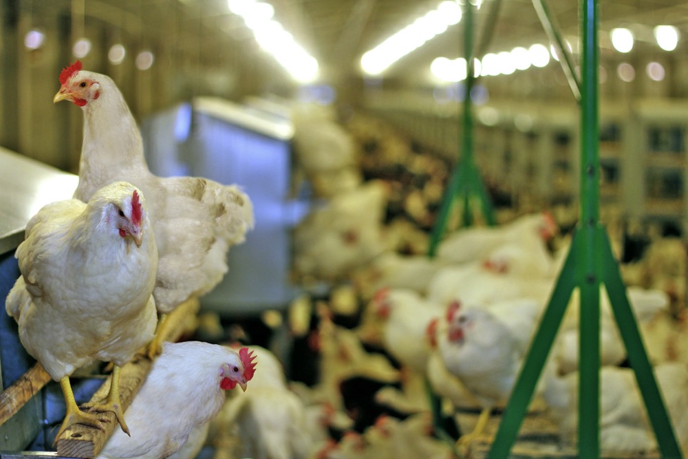 Brazil detects first Newcastle disease case in poultry since 2006