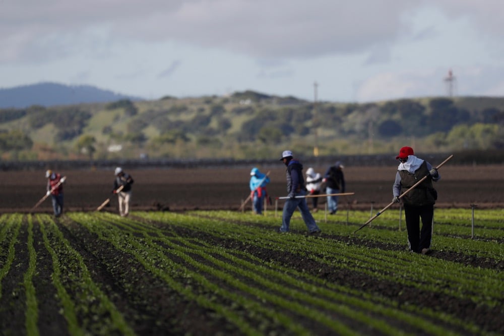 Farmworkers in the US cultivate their own heat safety standards